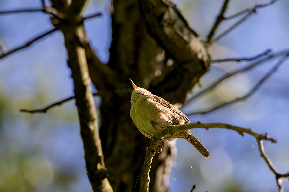 Northern House Wren - ML637162253