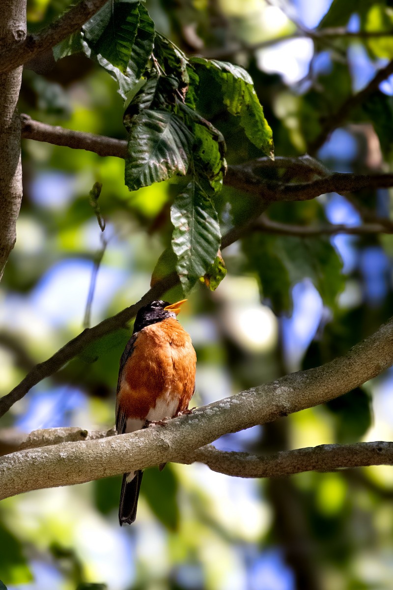 American Robin - ML637162254