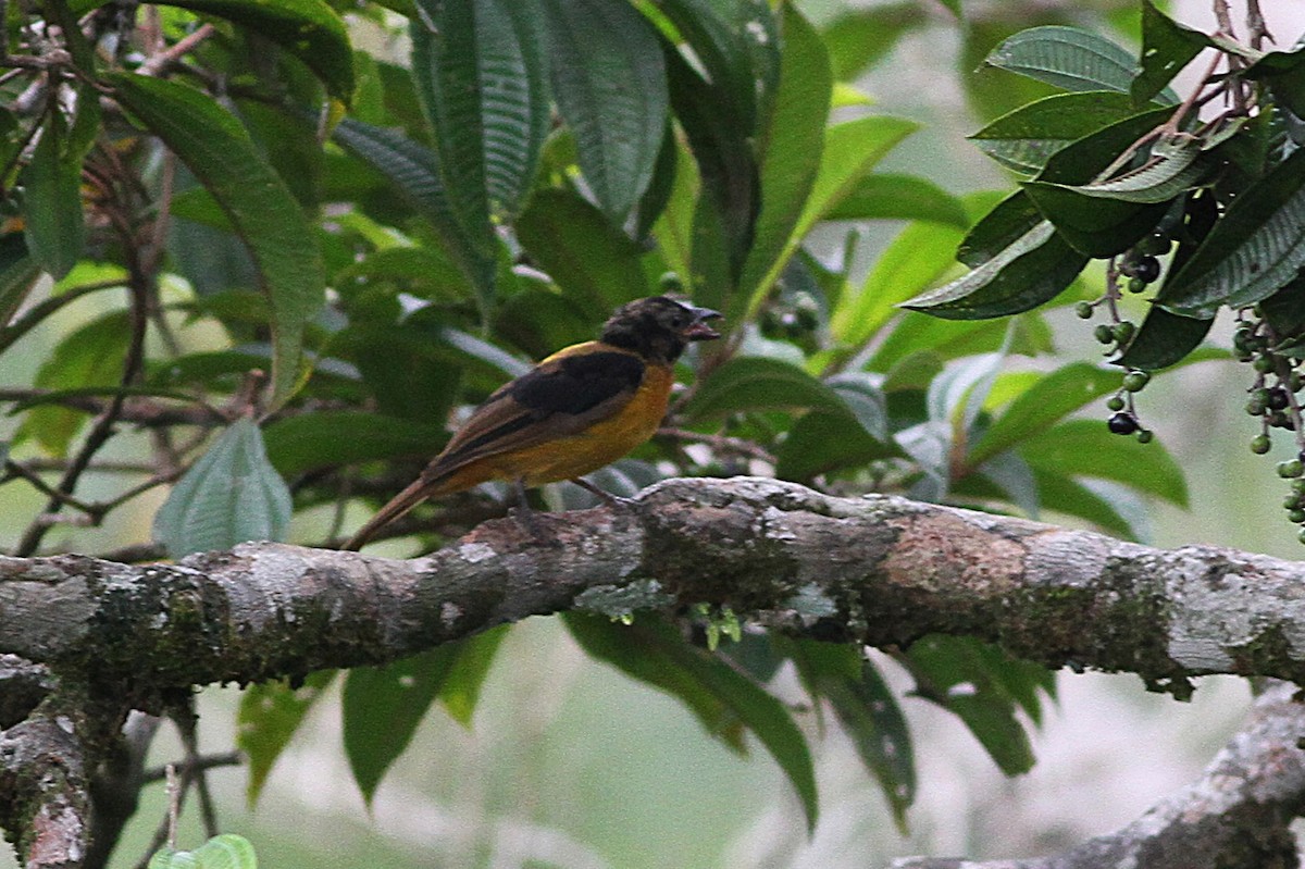 Fulvous Shrike-Tanager - ML637162257