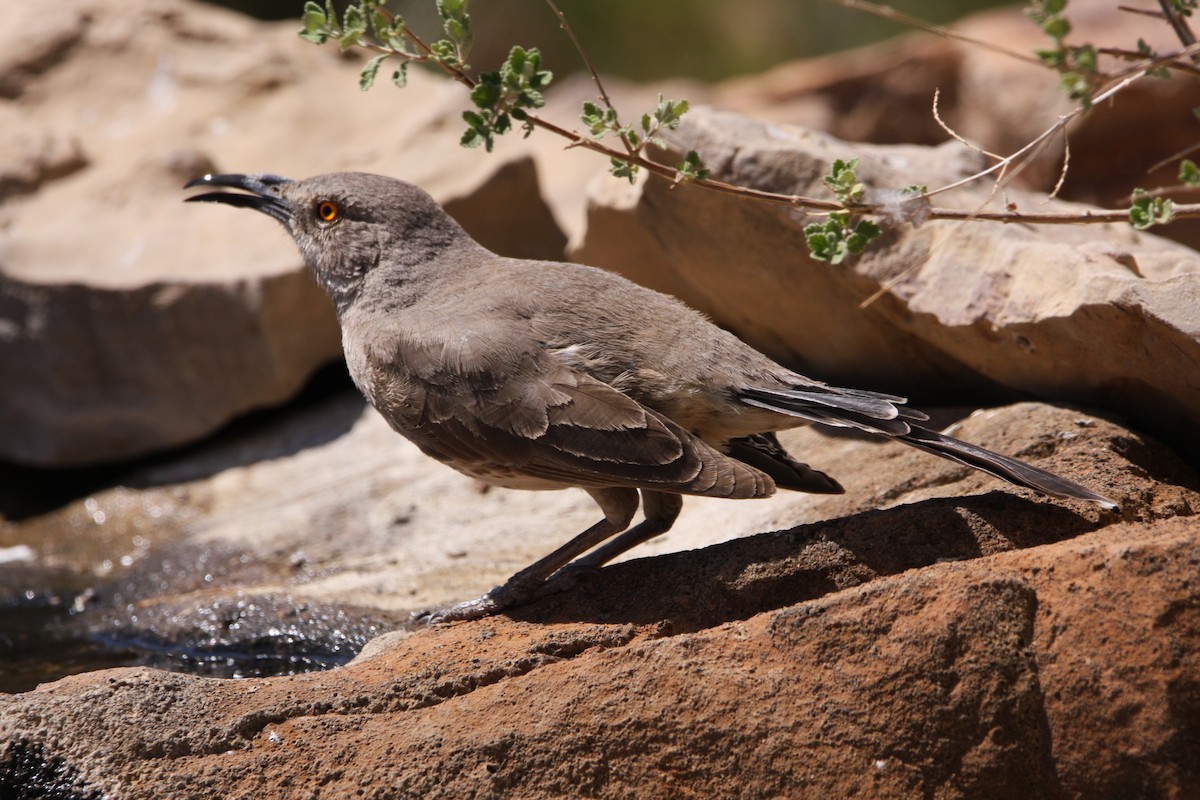 Curve-billed Thrasher - ML637162265