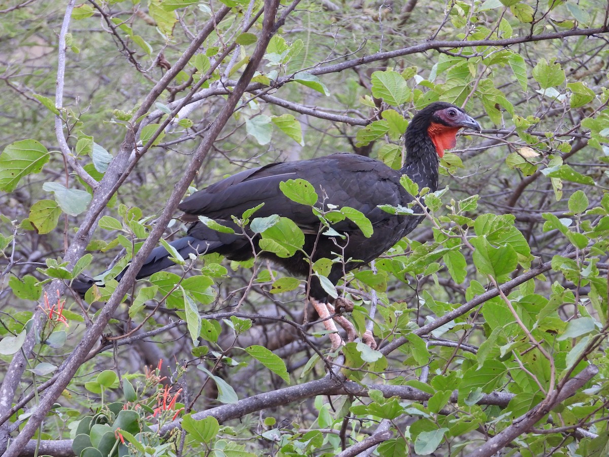 White-winged Guan - ML637162267