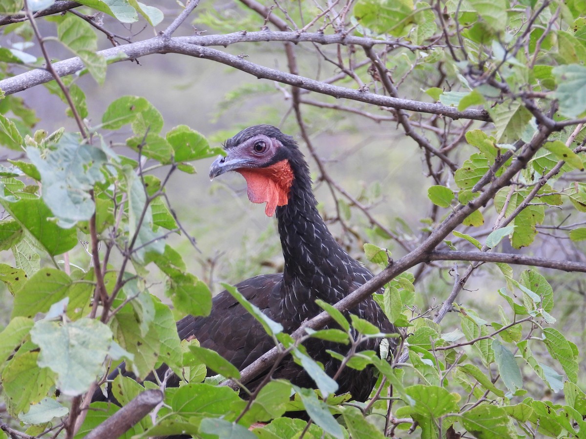 White-winged Guan - ML637162268