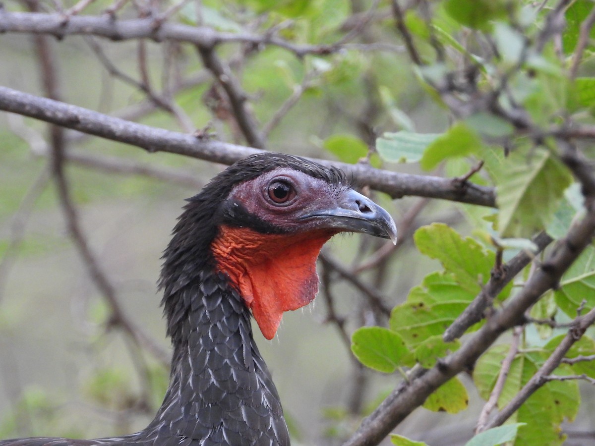 White-winged Guan - ML637162269