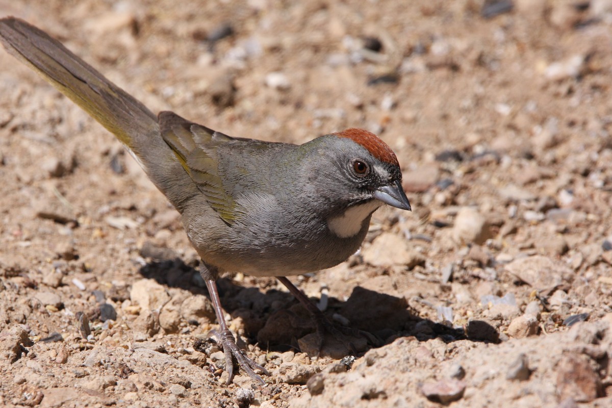 Green-tailed Towhee - ML637162292