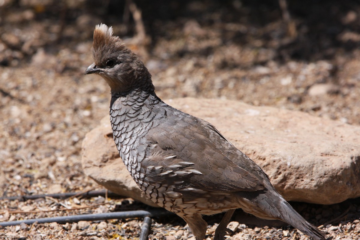 Scaled Quail - ML637162499