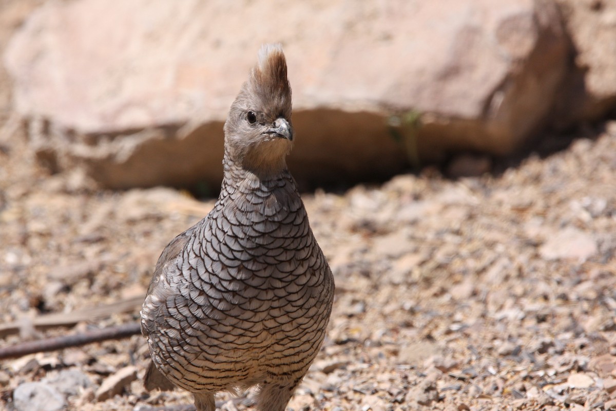 Scaled Quail - ML637162513