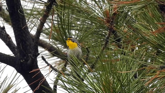 Grace's Warbler - ML637162570