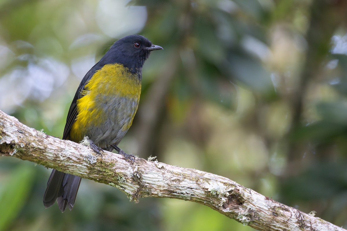 Black-and-yellow Silky-flycatcher - ML637162607