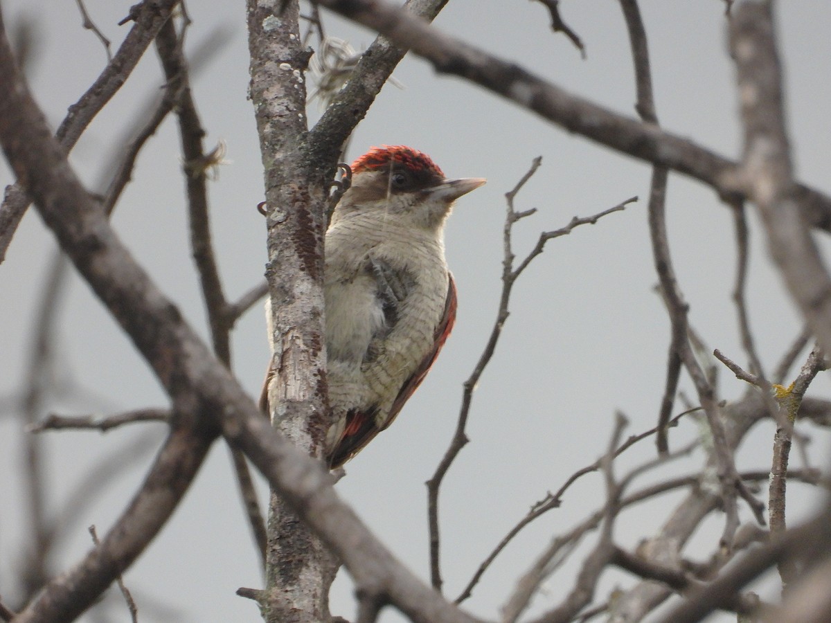 Scarlet-backed Woodpecker - ML637162648