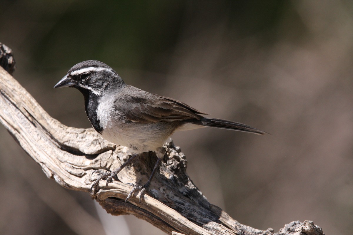 Black-throated Sparrow - ML637162673