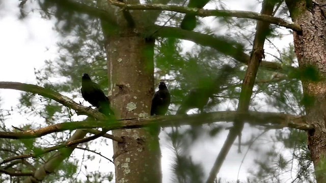 American Crow - ML637162695