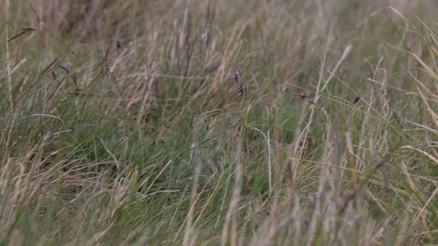 Elgon Francolin - ML637162707