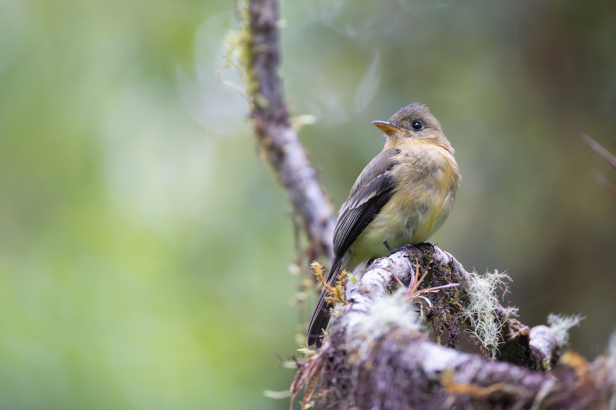 Ochraceous Pewee - ML637162731