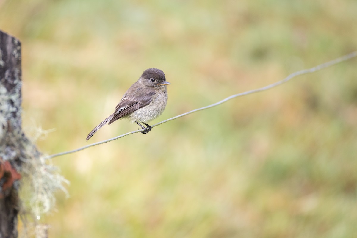 Black-capped Flycatcher - ML637162735