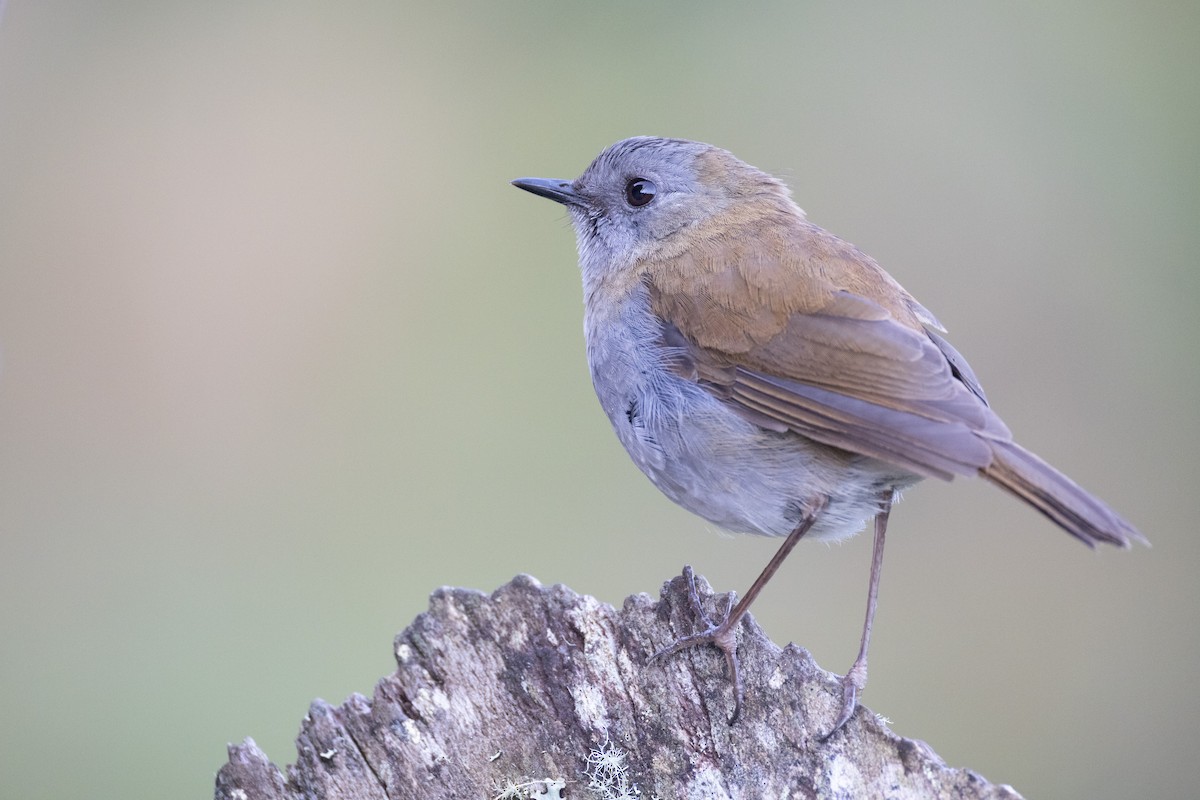 Black-billed Nightingale-Thrush - ML637162747