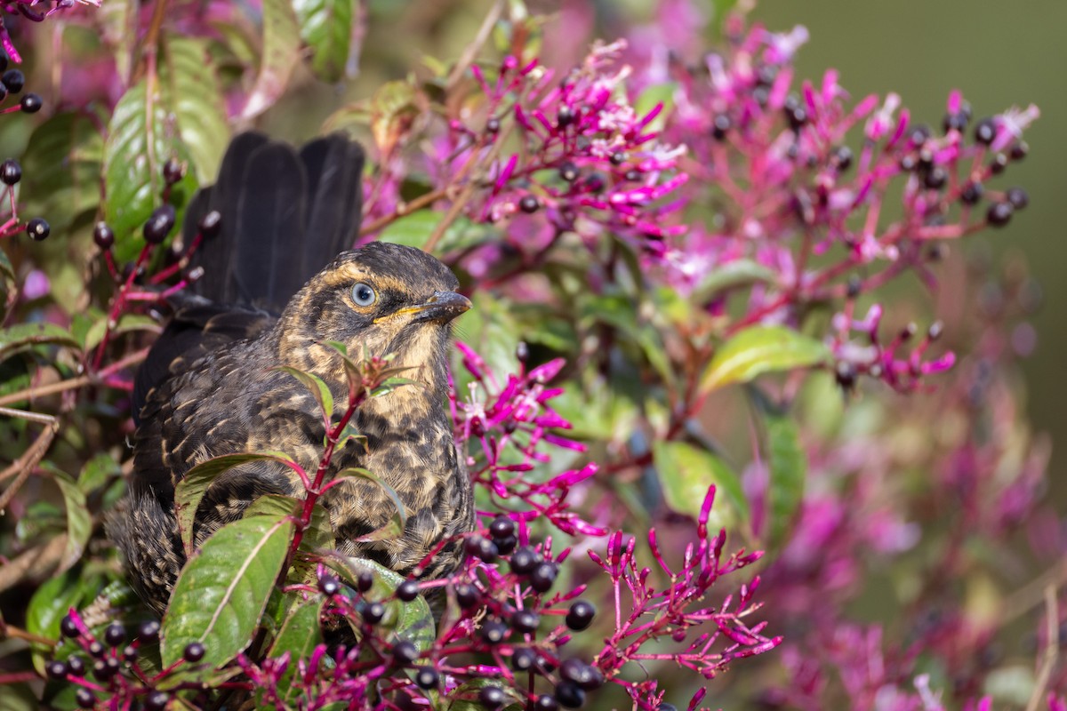 Sooty Thrush - ML637162764