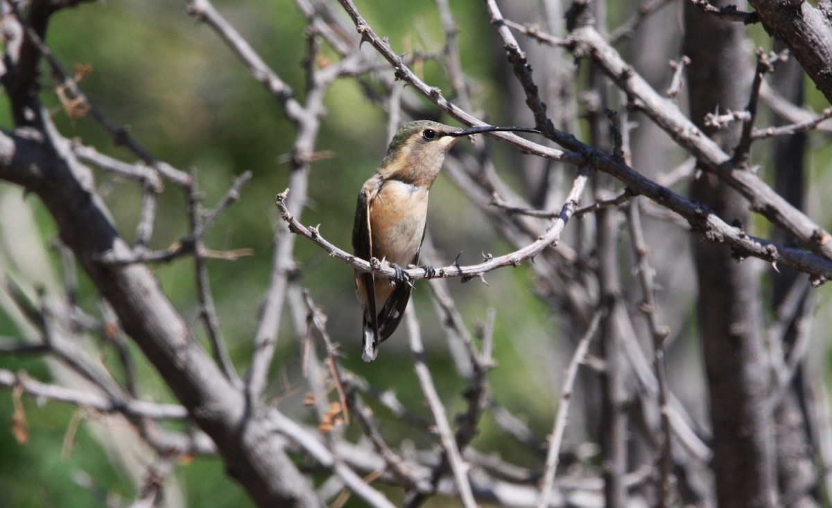 Lucifer Hummingbird - ML637162824