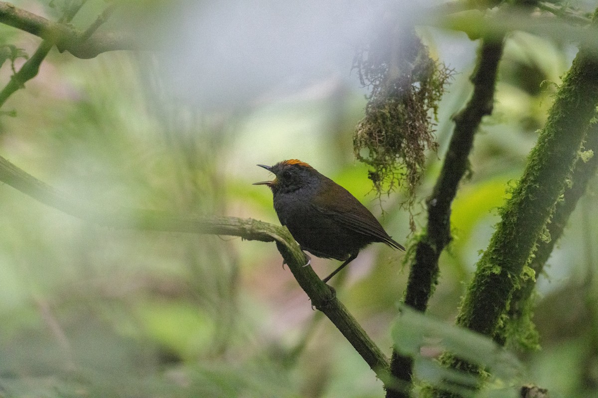 Wrenthrush - ML637162857