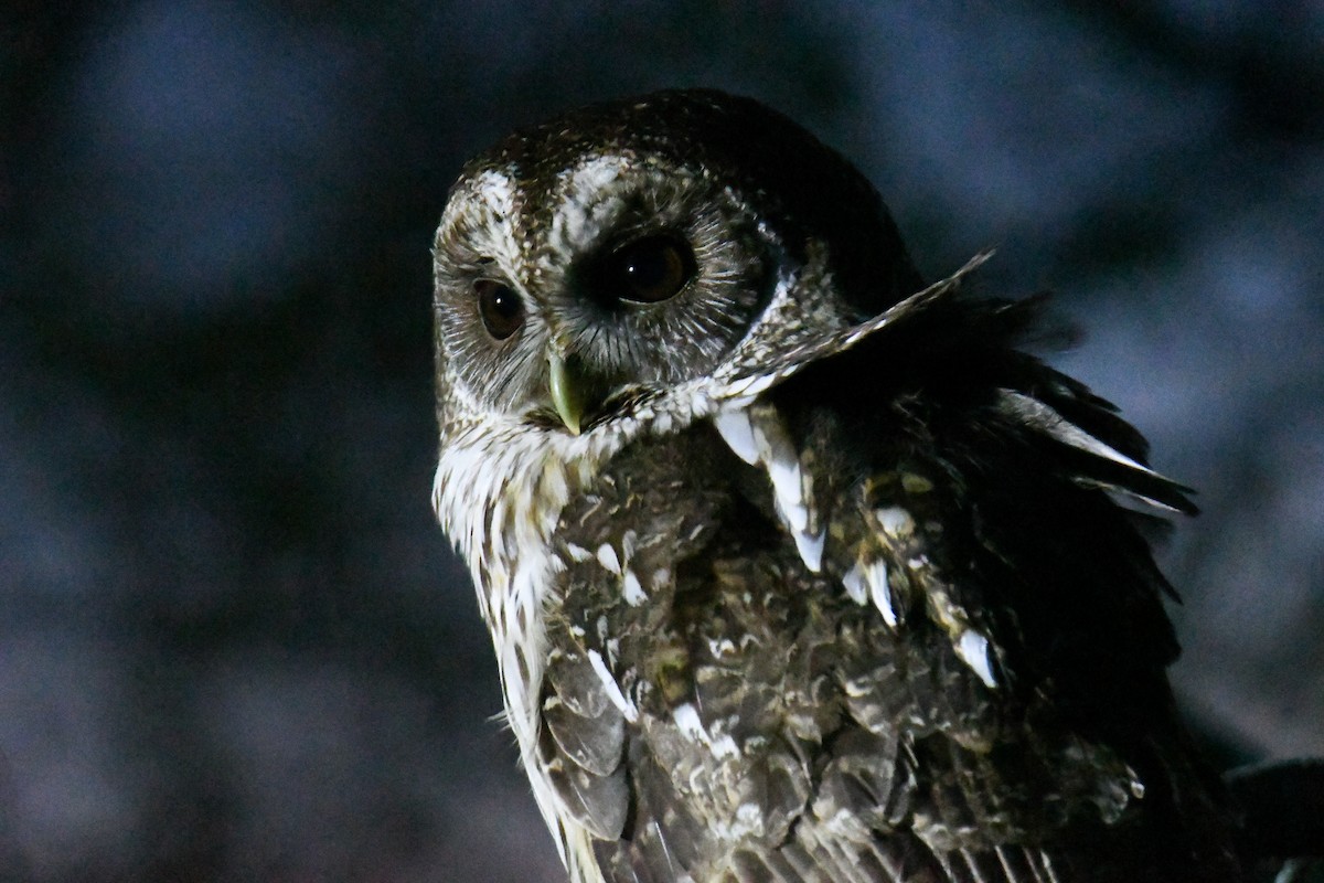 Mottled Owl - ML637162858