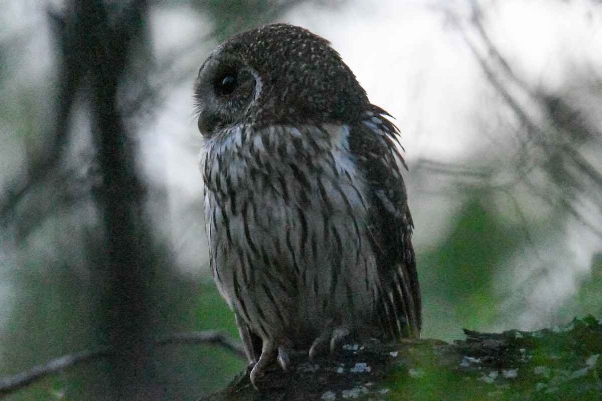 Mottled Owl - ML637162860