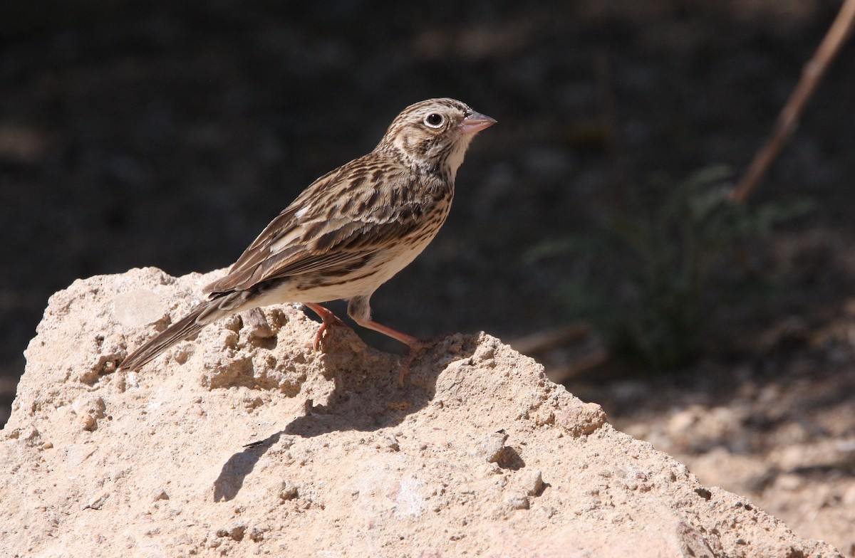 Vesper Sparrow - ML637162936