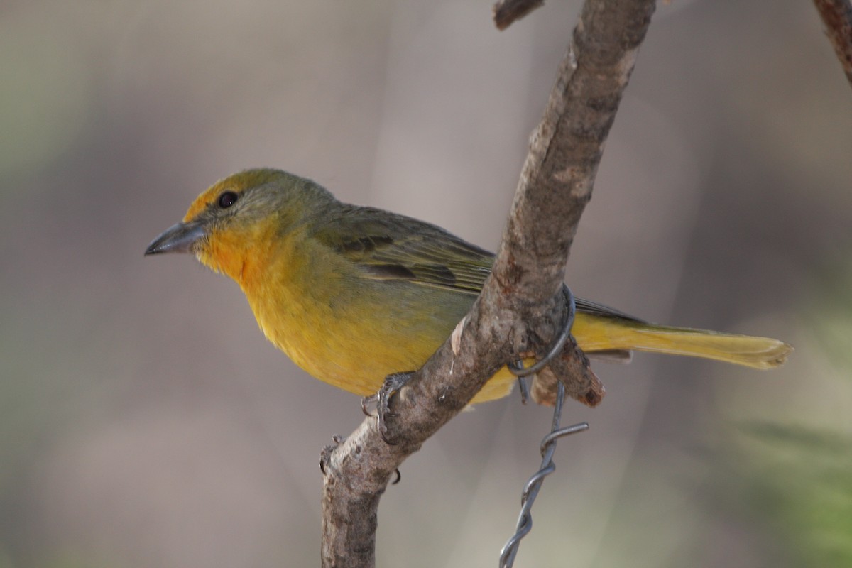 Hepatic Tanager - ML637163002