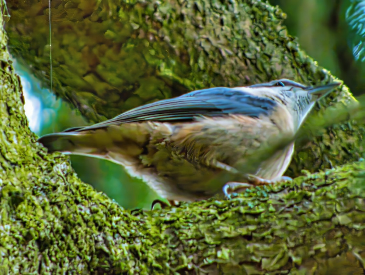 Eurasian Nuthatch (Western) - ML637163057
