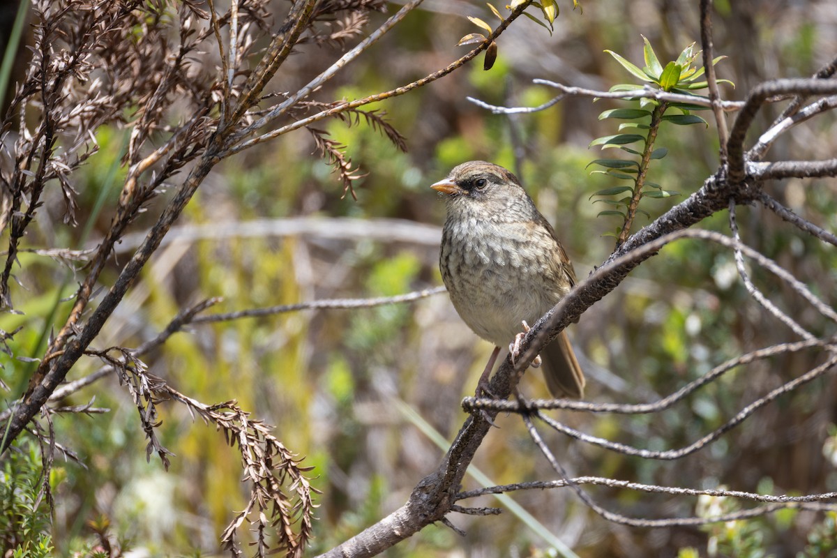 Volcano Junco - ML637163059