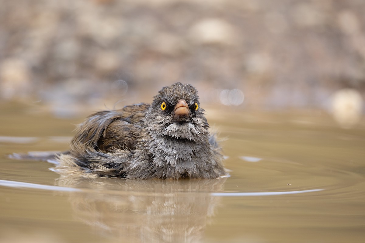 Volcano Junco - ML637163060