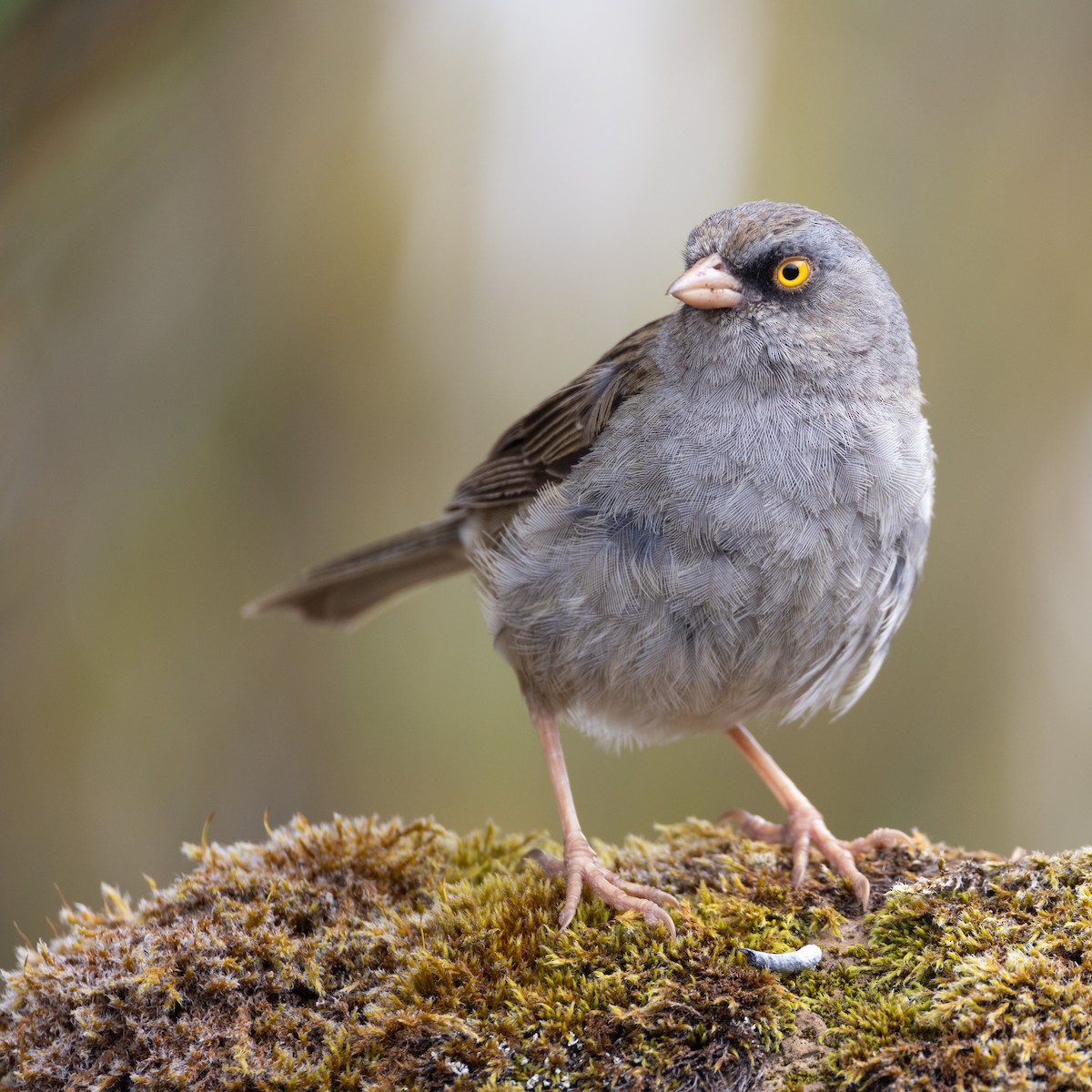 Volcano Junco - ML637163061