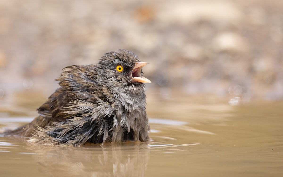 Volcano Junco - ML637163062