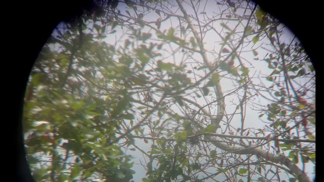 Yellow-breasted Chat - ML637163074