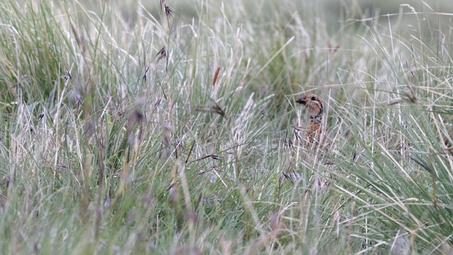 Elgon Francolin - ML637163103