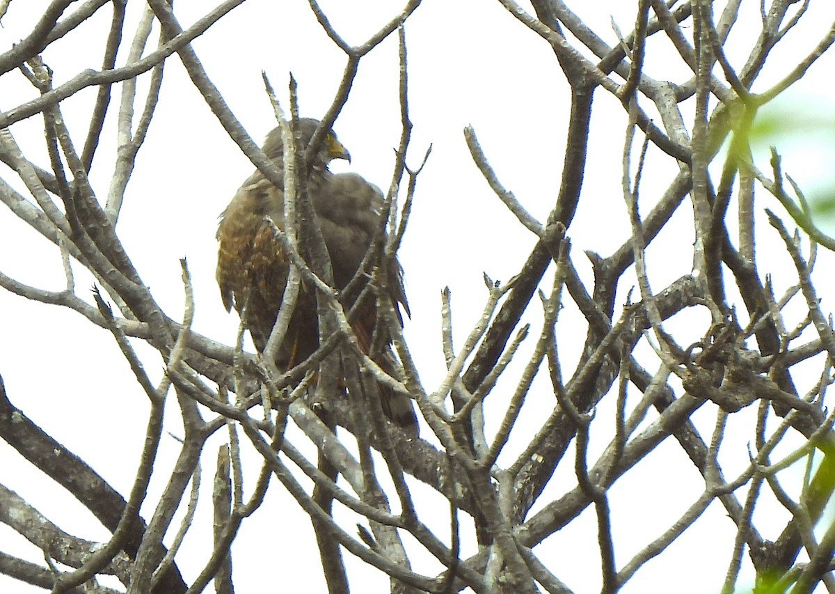 Roadside Hawk - ML637163130