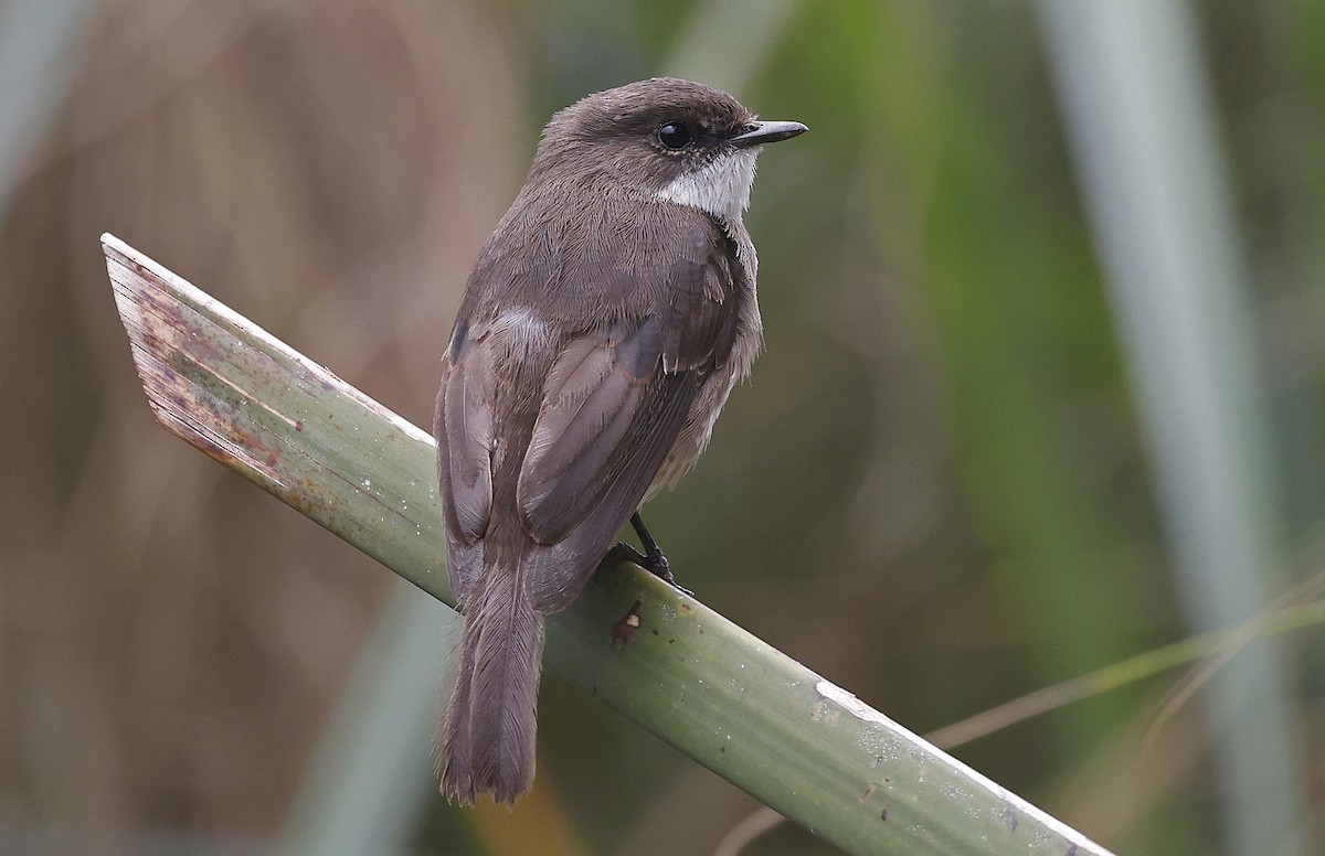 Swamp Flycatcher - ML637163150