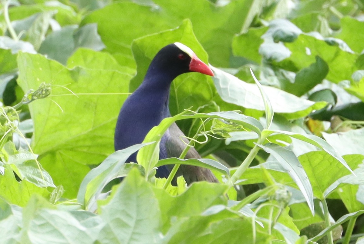 Allen's Gallinule - ML637163160