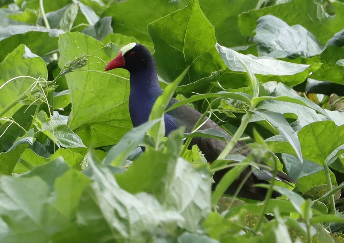 Allen's Gallinule - ML637163161