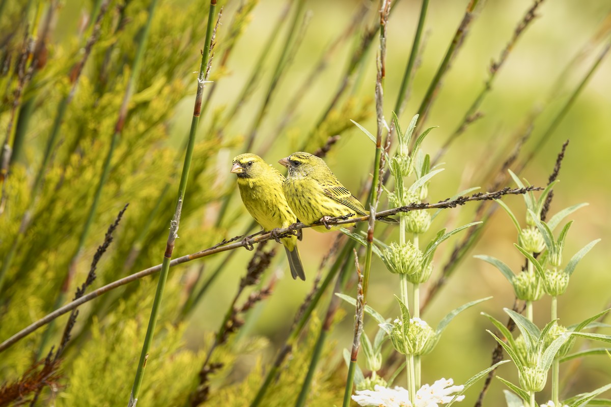 Forest Canary - ML637163261