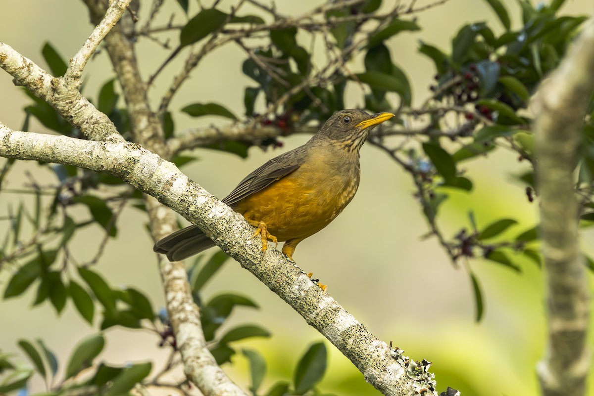 Olive Thrush - ML637163399