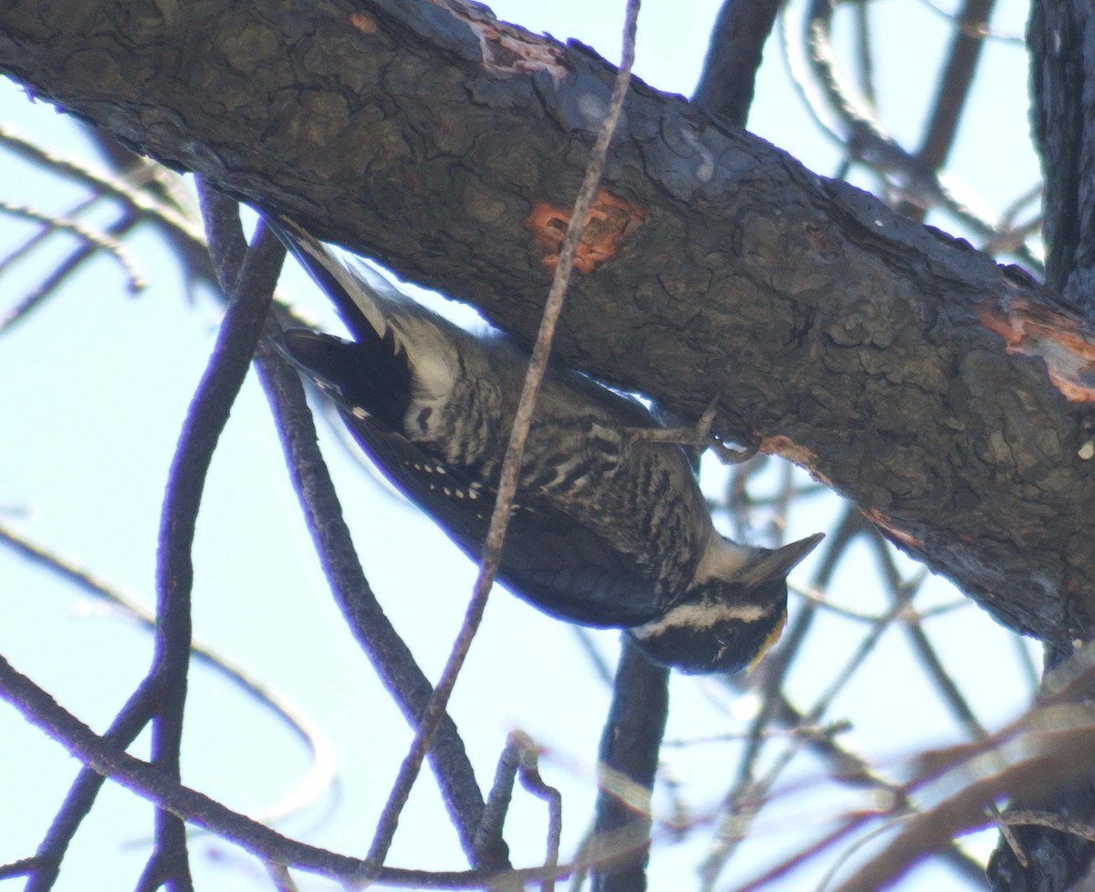 Black-backed Woodpecker - Alisa Muniz