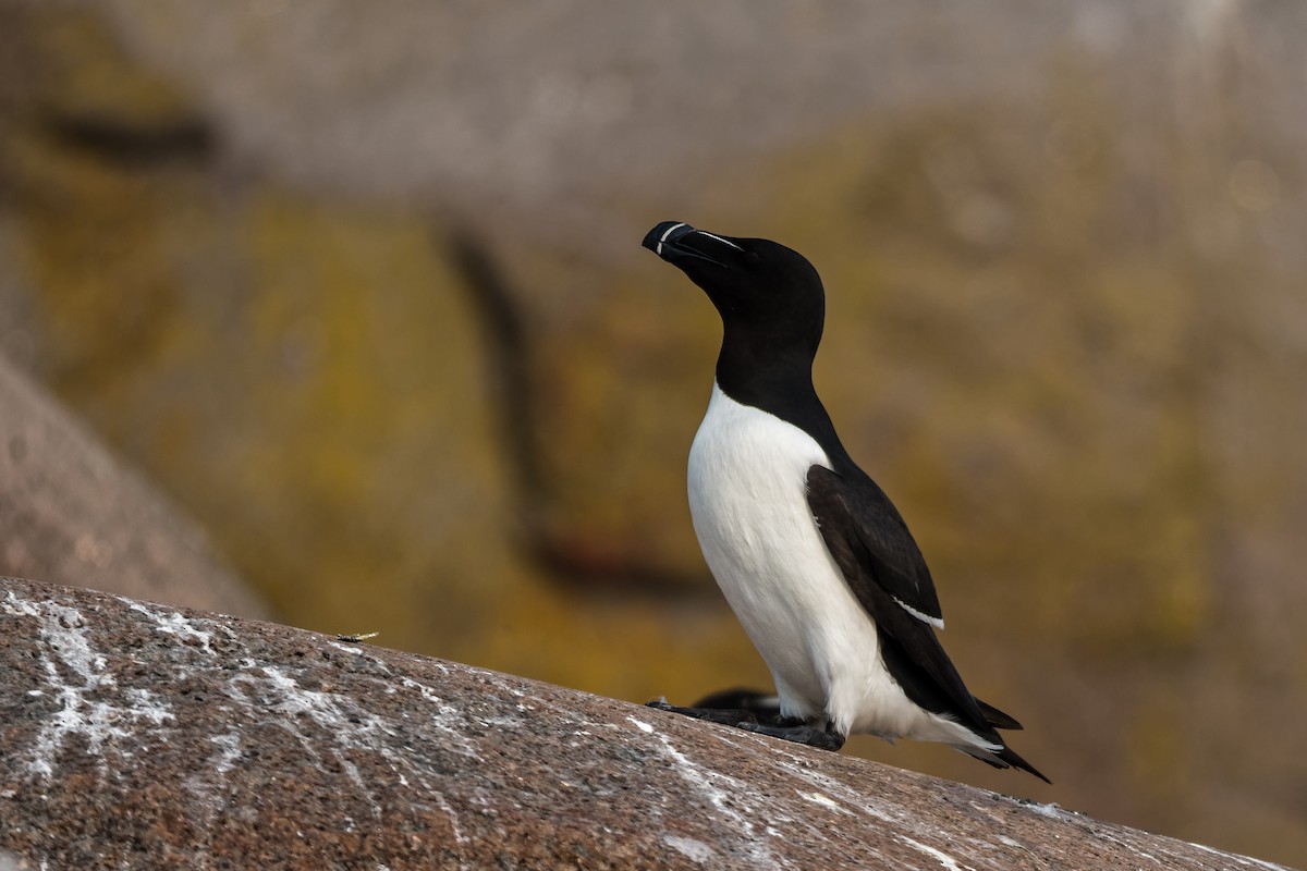 Гагарка мала - ML637163462