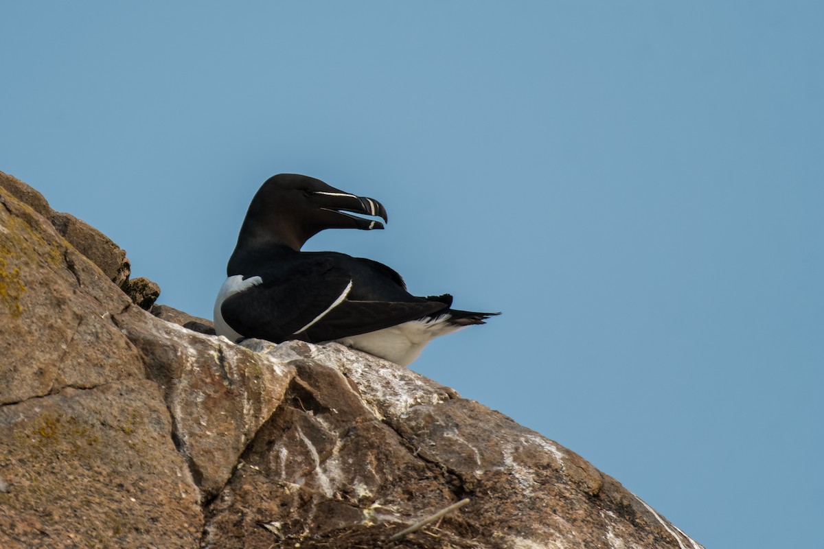 Гагарка мала - ML637163463