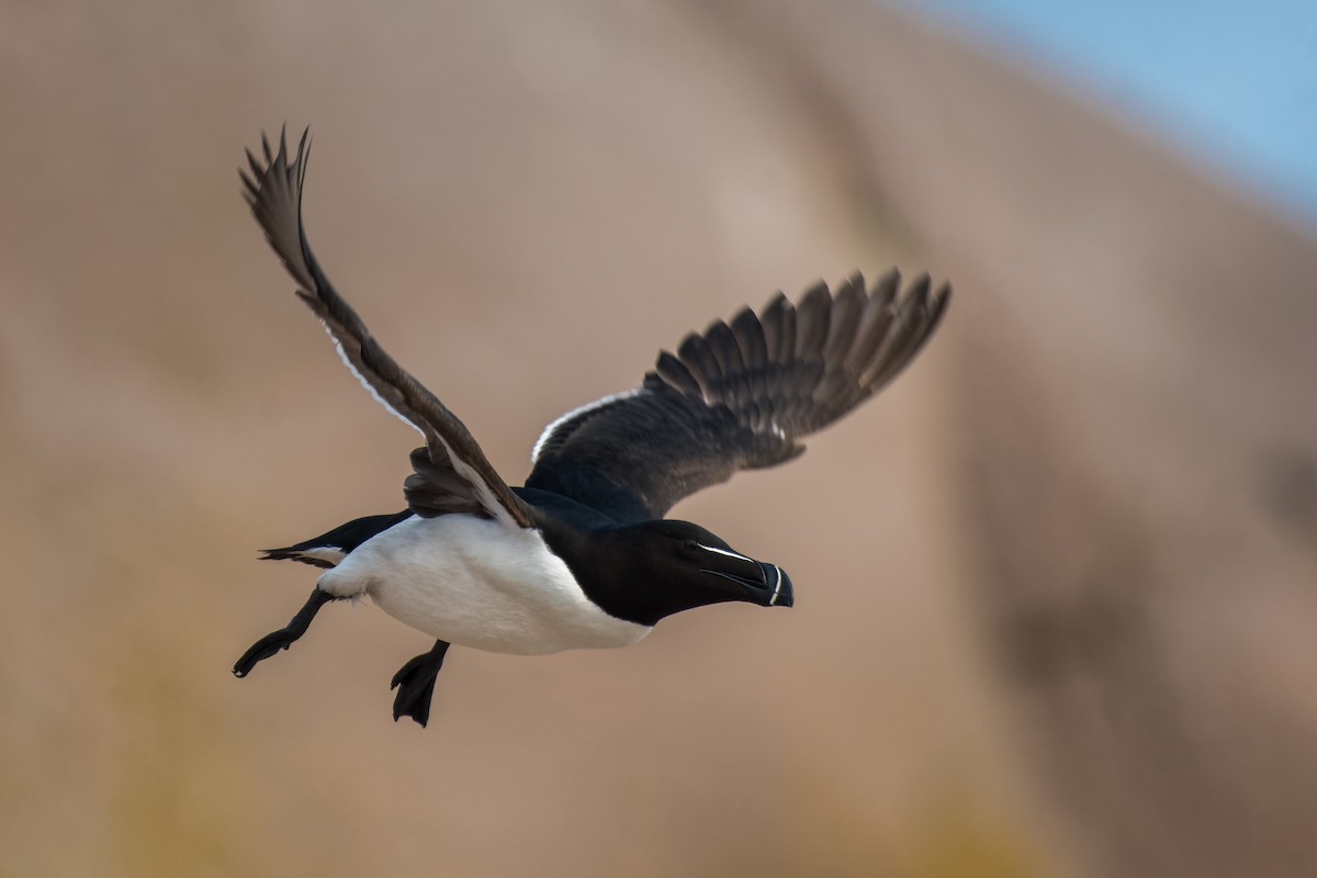 Гагарка мала - ML637163464