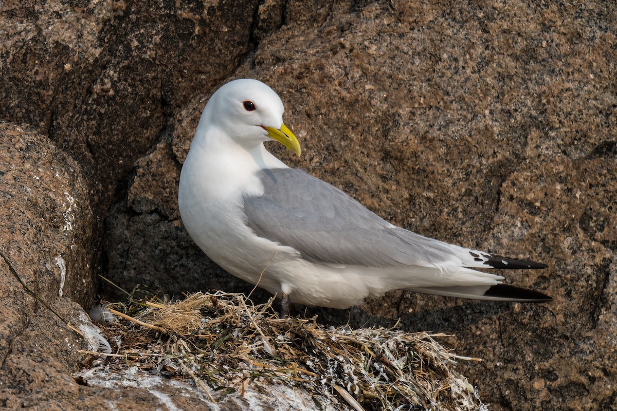 Мартин трипалий - ML637163471