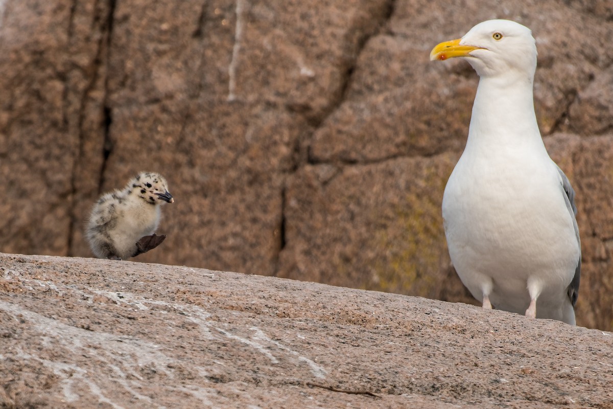 Мартин американський - ML637163489