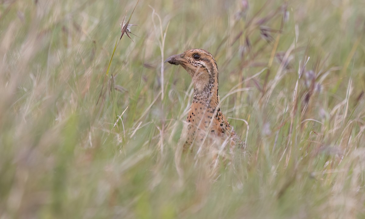 Elgon Francolin - ML637163496