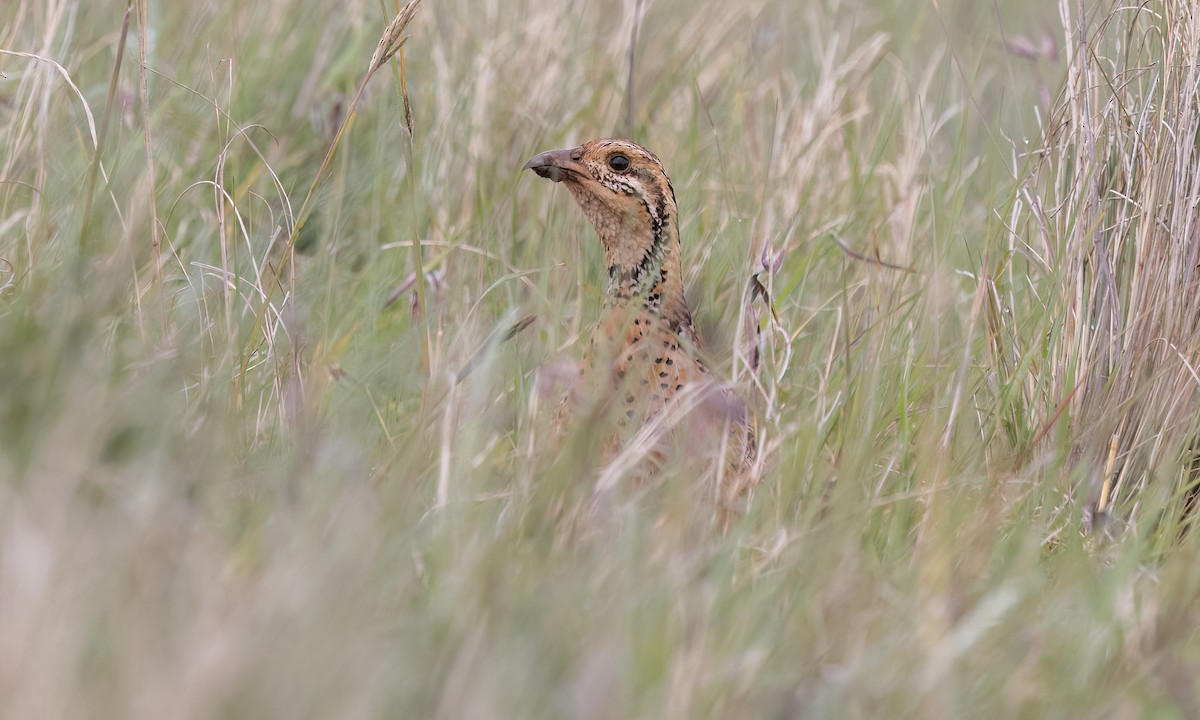 Elgon Francolin - ML637163497
