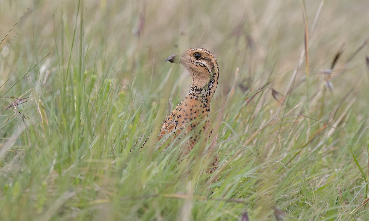 Elgon Francolin - ML637163498