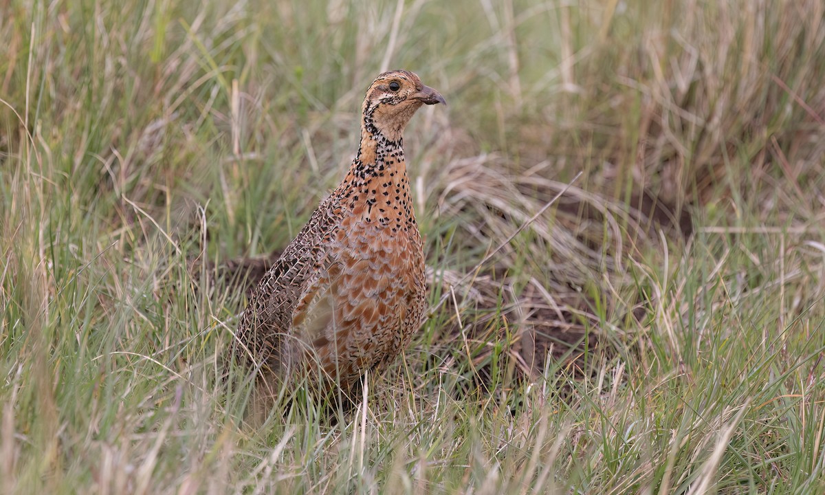 Elgon Francolin - ML637163499