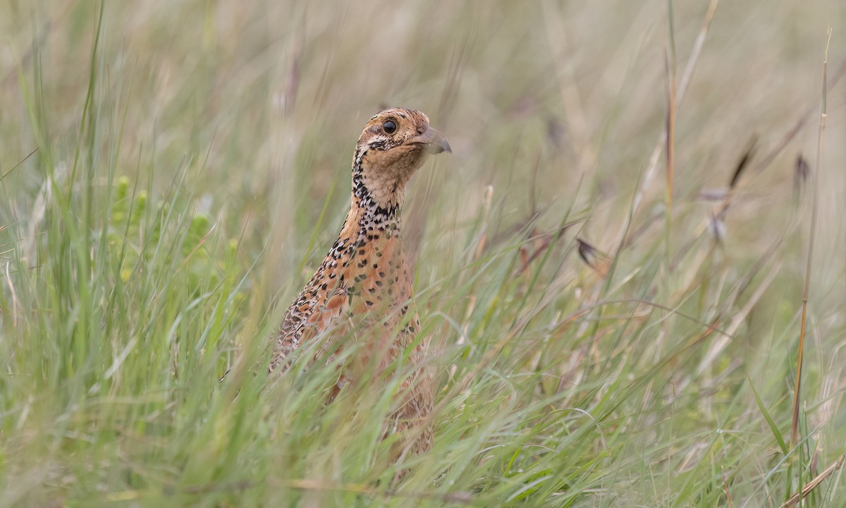 Elgon Francolin - ML637163501